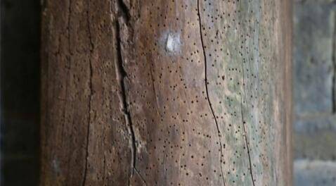 木材板材如何防止虫蛀 木材板材如何防止虫蛀